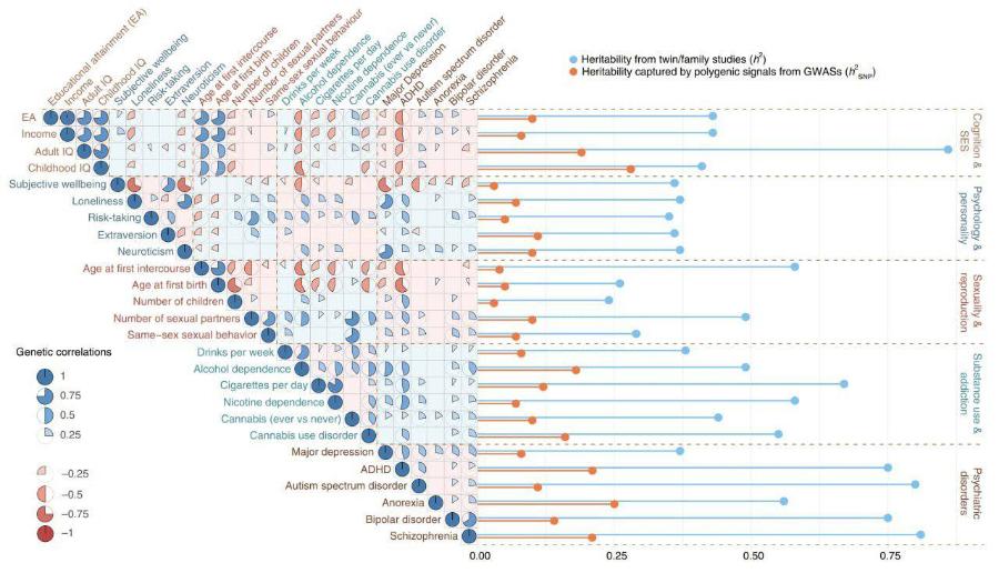 Educational attainment (EA) wellbeing Income Adult IQ Childhood IQ Subjective Loneliness Risk-taking Extraversion Neuroticism Age at first intercourse at first birth po. Number of children Number of sexual partners Same-sex sexual behaviour Drinks per week Cigarettes Nicotine Cannabis Depression EA Income Adult IQ Childhood IQ Subjective wellbeing Loneliness Risk-taking Extraversion Neuroticism Age at first intercourse Age at first birth Number of children Number of sexual partners D Same-sex sexual behavior Genetic correlations P Drinks per week Alcohol dependence 1 0.75 0.5 0.25 A Cigarettes per day Nicotine dependence Cannabis (ever vs never) Cannabis use disorder Major depression -0.25 ADHD Autism spectrum disorder -0.5 -0.75 -1 Anorexia Bipolar disorder Schizophrenia &bull; Hertabity capured by polygenic signals trom GWASS (1 Cognition & SES Psychology & personality Sexuality & reproduction Substance use & addiction Psychiatric disorders 0.00 0.25 0.50 0.75