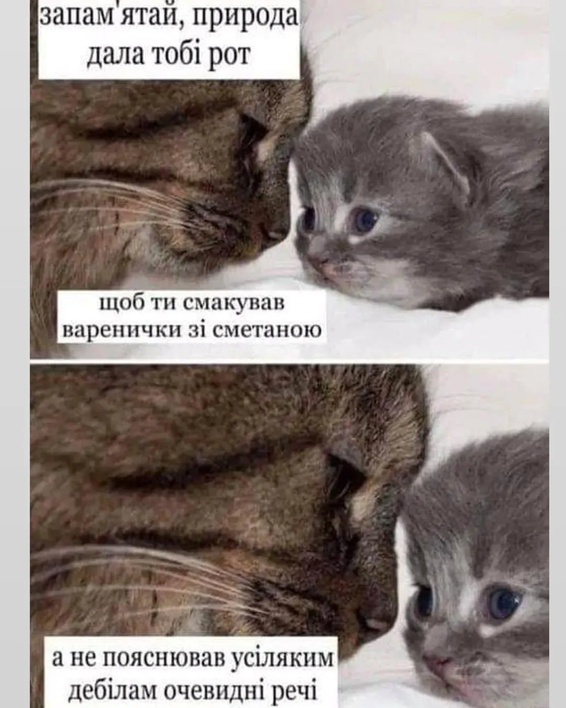 запам'ятай, природа дала тобі рот щоб ти смакував варенички зі сметаною а не пояснював усіляким дебілам очевидні речі