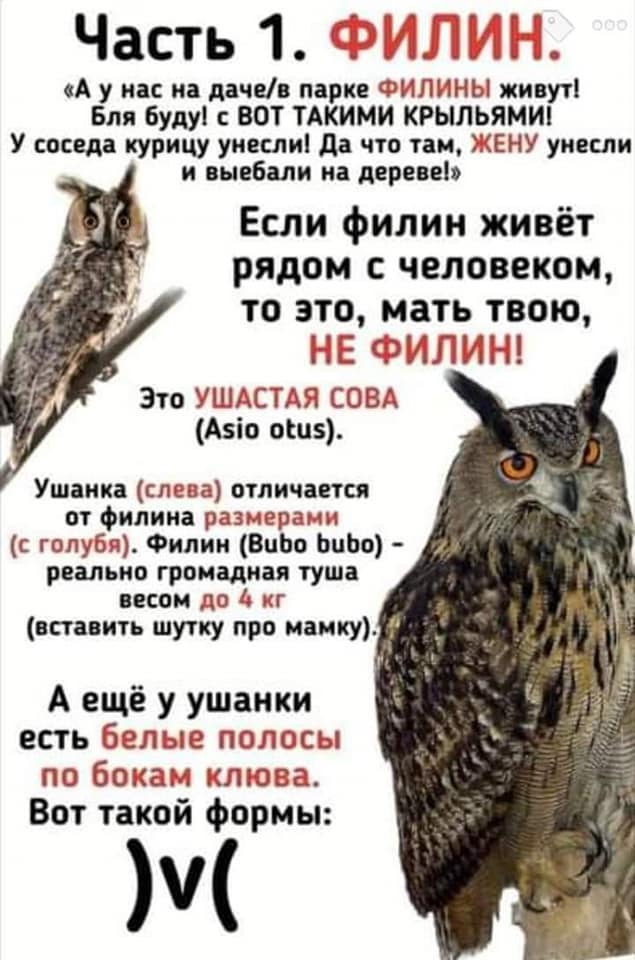 Часть 1. ФИЛИН. 000 &laquo;А у нас на даче/в парке ФИЛИНЫ живут! Бля буду! с ВОТ ТАКИМИ КРЫЛЬЯМИ! У соседа курицу унесли! Да что там, ЖЕНУ унесли и выебали на дереве!&raquo; Если филин живёт рядом с человеком, то это, мать твою, НЕ ФИЛИН! Это УШАСТАЯ СОВА (Asio otus). Ушанка (слева) отличается от филина размерами (с голубя). Филин (Bubo bubo) - реально громадная туша весом до 4 кг (вставить шутку про мамку). А ещё у ушанки есть белые полосы по бокам клюва. Вот такой формы: