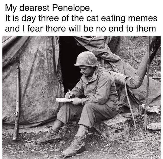 My dearest Penelope, It is day three of the cat eating memes and I fear there will be no end to them
