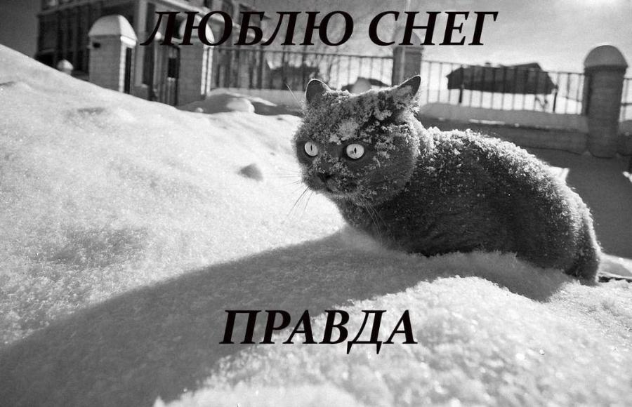 ЛЮБЛЮ СНЕГ ПРАВДА