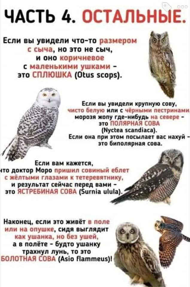 000 ЧАСТЬ 4. ОСТАЛЬНЫЕ. Если вы увидели что-то размером с сыча, но это не сыч, и оно коричневое с маленькими ушками - это СПЛЮШКА (Otus scops). Если вы увидели крупную сову, чисто белую или с чёрными пестринами морозя жопу где-нибудь на севере - это ПОЛЯРНАЯ СОВА (Nyctea scandiaca). Если она при этом посылает вас нахуй - это биполярная сова. Если вам кажется, что доктор Моро пришил совиный еблет с жёлтыми глазами к тетеревятнику, и результат сейчас перед вами - ЭТО ЯСТРЕБИНАЯ СОВА (Surnia ulula). Наконец, если это живёт в поле или на опушке, сидя выглядит как ушанка, но без ушей, а в полёте - будто ушанку трахнул лунь, то это БОЛОТНАЯ COBA (Asio flammeus)!