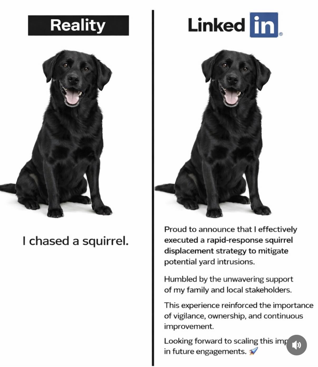 Reality Linked In I chased a squirrel. Proud to announce that I effectively executed a rapid-response squirrel displacement strategy to mitigate potential yard intrusions. Humbled by the unwavering support of my family and local stakeholders. This experience reinforced the importance of vigilance, ownership, and continuous improvement. Looking forward to scaling this im in future engagements.