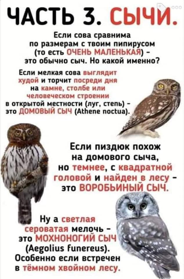 000 ЧАСТЬ 3. СЫЧИ. Если сова сравнима по размерам с твоим пипирусом (то есть ОЧЕНЬ МАЛЕНЬКАЯ) - это обычно сыч. Но какой именно? Если мелкая сова выглядит худой и торчит посреди дня на камне, столбе или человеческом строении в открытой местности (луг, степь) - это ДОМОВЫЙ СЫЧ (Athene noctua). Если пиздюк похож на домового сыча, но темнее, с квадратной головой и найден в лесу - это ВОРОБЬИНЫЙ СЫЧ. Ну а светлая сероватая мелочь - это МОХНОНОГИИ сЫЧ (Aegolius funereus). Особенно если встречен в тёмном хвойном лесу.