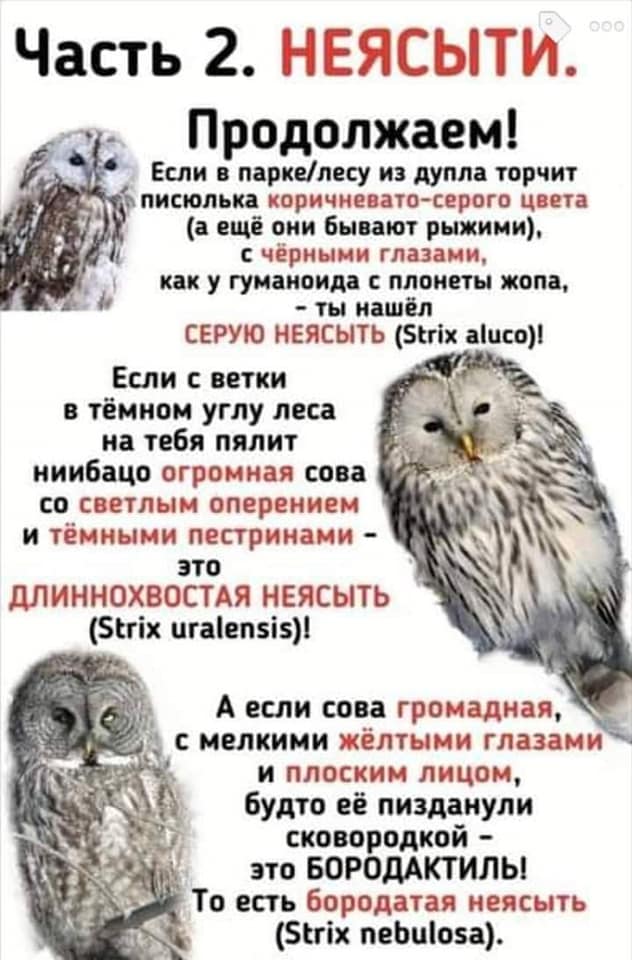 Часть 2. НЕЯСЫТИ. 000 Продолжаем! Если в парке/лесу из дупла торчит писюлька коричневато-серого цвета (а ещё они бывают рыжими), с чёрными глазами, как у гуманоида с плонеты жопа, - ты нашёл СЕРУЮ НЕЯСЫТЬ (Strix aluco)! Если с ветки в тёмном углу леса на тебя пялит ниибацо огромная сова со светлым оперением и тёмными пестринами - ЭТО ДЛИННОХВОСТАЯ НЕЯСЫТЬ (Strix uralensis)! А если сова громадная, с мелкими жёлтыми глазами и плоским лицом, будто её пизданули сковородкой - это БОРОДАКТИЛЬ! То есть бородатая неясыть (Strix nebulosa).