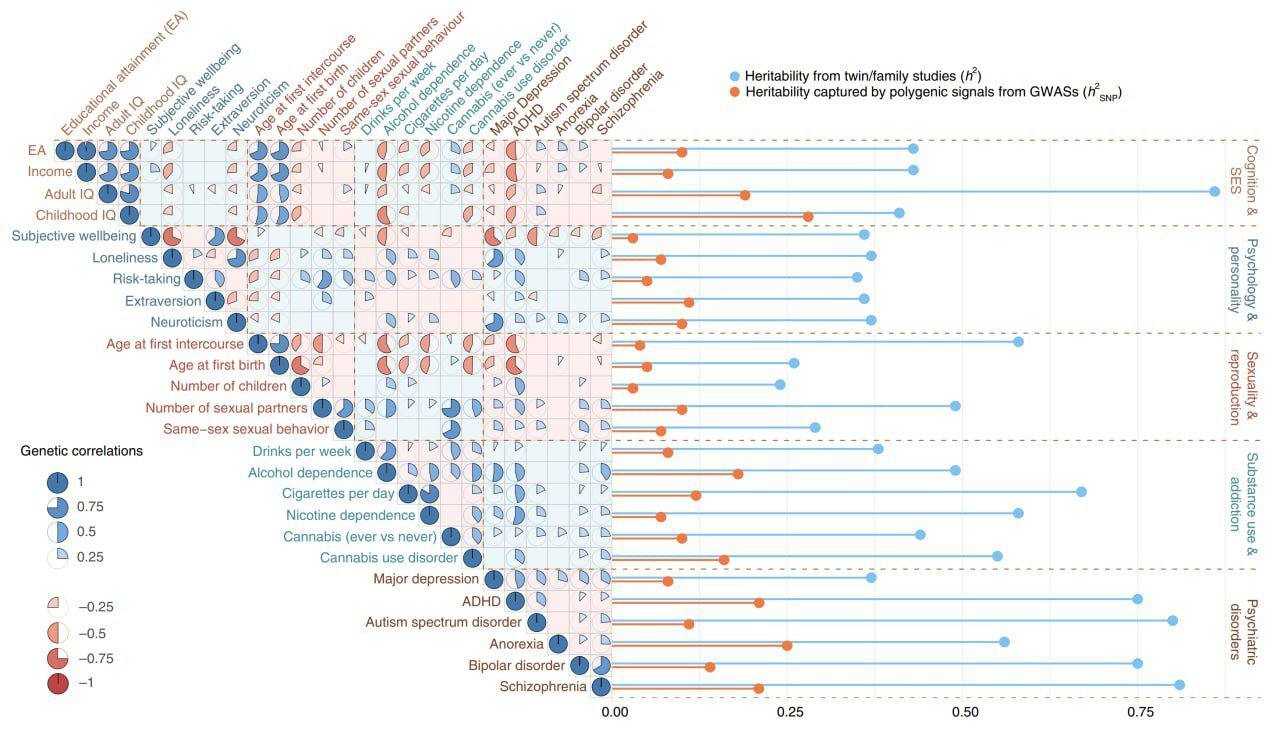 Educational attainment (EA) wellbeing Income Adult IQ Childhood IQ Subjective Loneliness Risk-taking Extraversion Neuroticism Age at first intercourse at first birth po. Number of children Number of sexual partners Same-sex sexual behaviour Drinks per week Cigarettes Nicotine Cannabis Depression EA Income Adult IQ Childhood IQ Subjective wellbeing Loneliness Risk-taking Extraversion Neuroticism Age at first intercourse Age at first birth Number of children Number of sexual partners D Same-sex sexual behavior Genetic correlations P Drinks per week Alcohol dependence 1 0.75 0.5 0.25 A Cigarettes per day Nicotine dependence Cannabis (ever vs never) Cannabis use disorder Major depression -0.25 ADHD Autism spectrum disorder -0.5 -0.75 -1 Anorexia Bipolar disorder Schizophrenia • Hertabity capured by polygenic signals trom GWASS (1 Cognition & SES Psychology & personality Sexuality & reproduction Substance use & addiction Psychiatric disorders 0.00 0.25 0.50 0.75